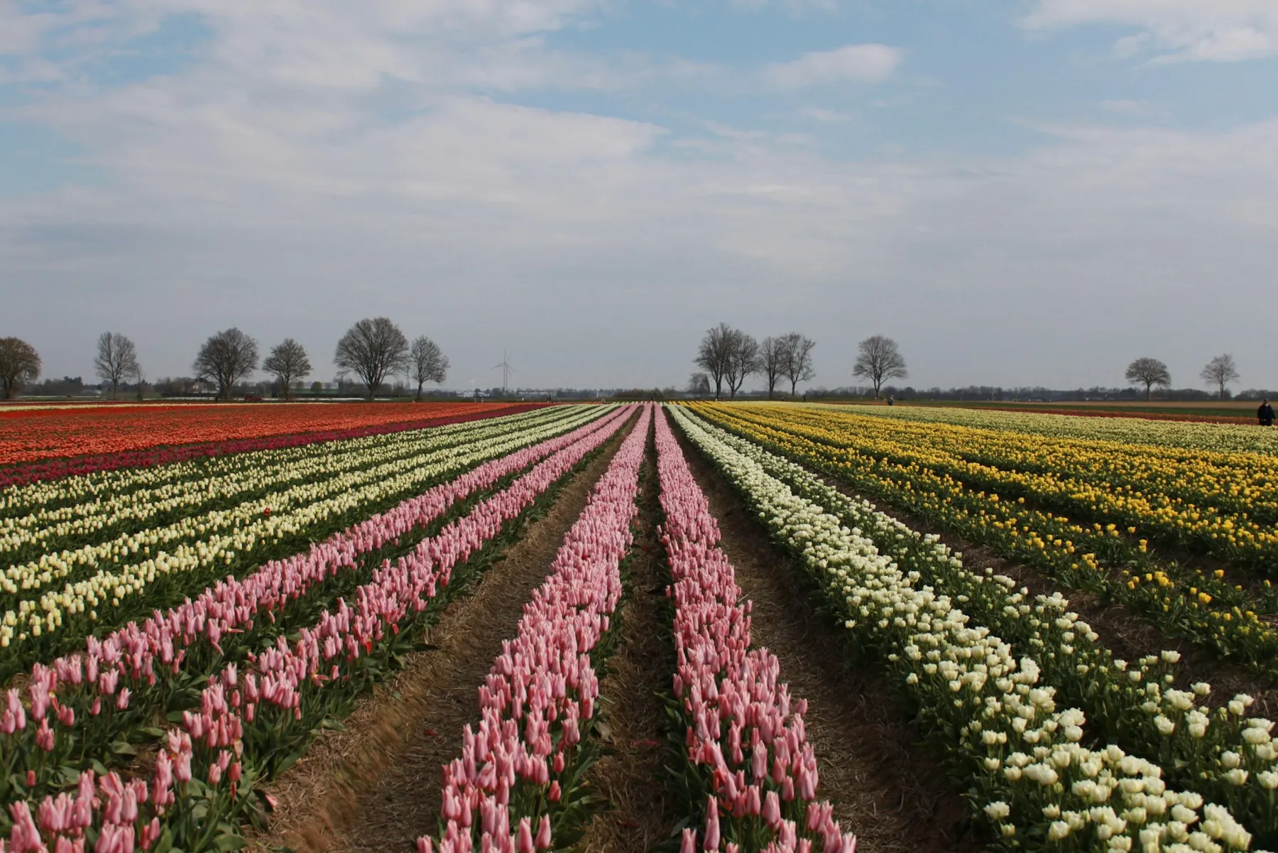 Rows of pink tulips stretching to the horizon.